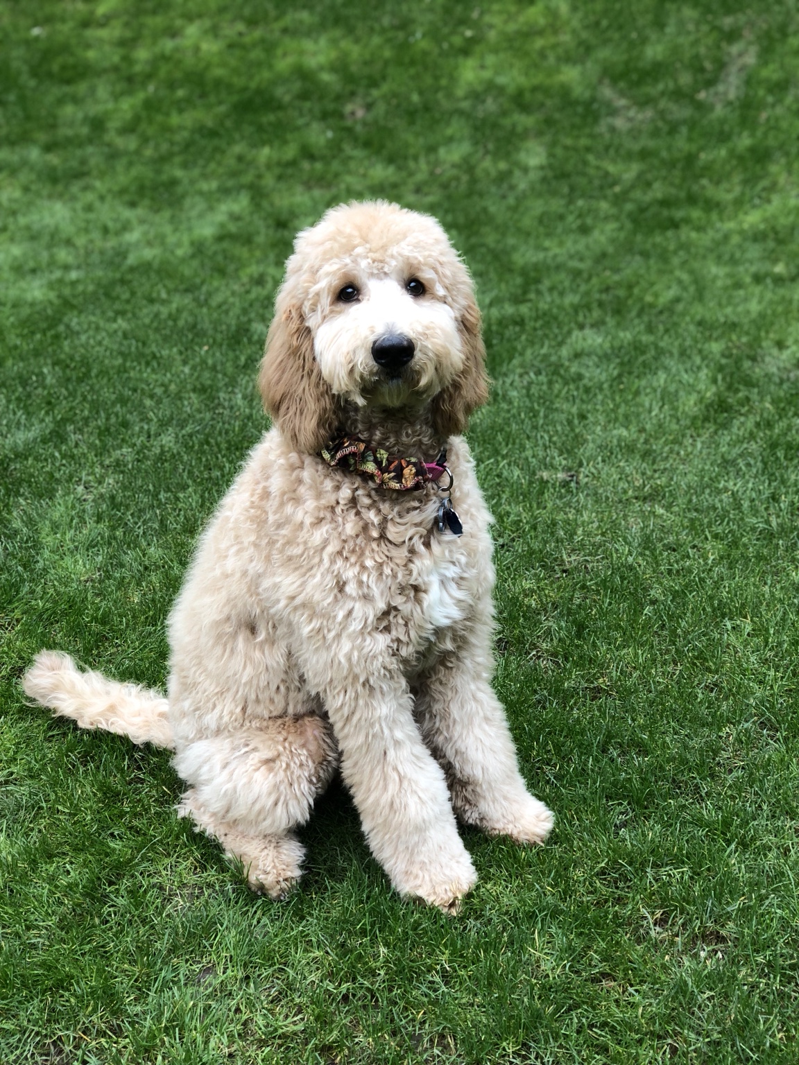 Adele, the beloved Goldendoodle who inspired Adele Kitchen, sitting on the lawn